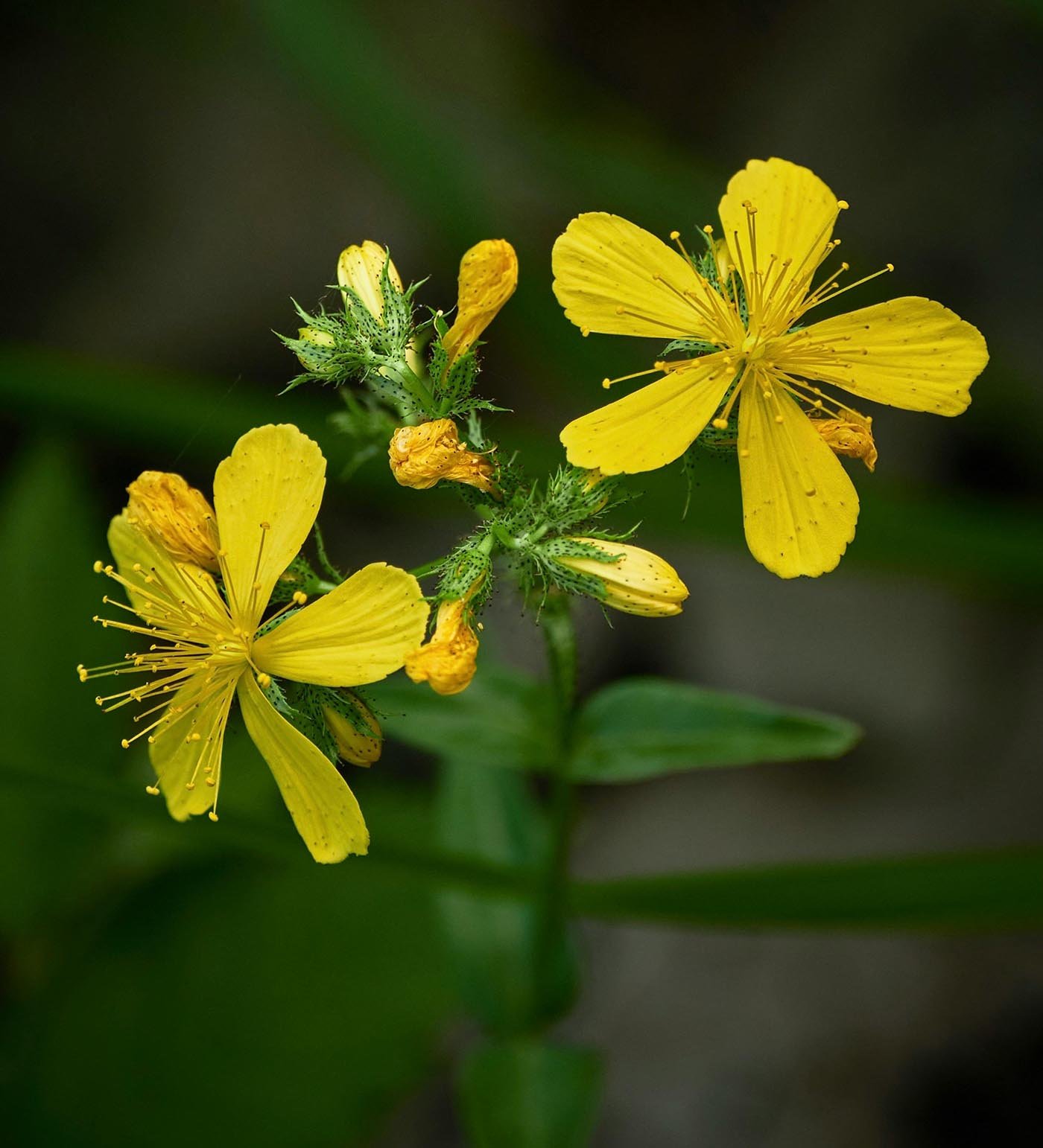 Jonažolė (Hypericum perforatum)