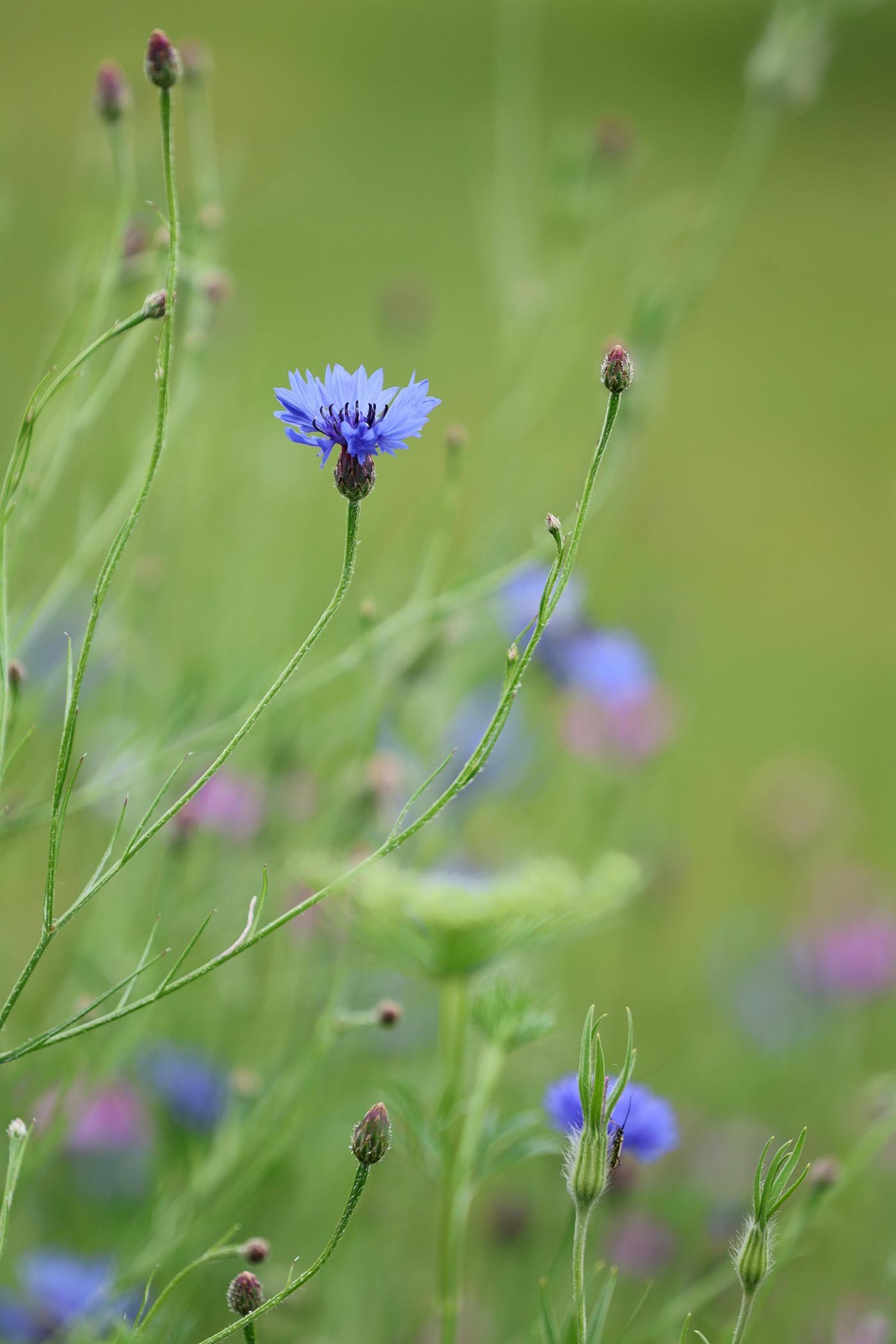 Rugiagėlė (Centaurea cyanus)