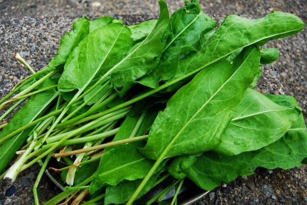 Šviežios rūgštynės lapai su ilgais koteliais ant akmenuoto paviršiaus